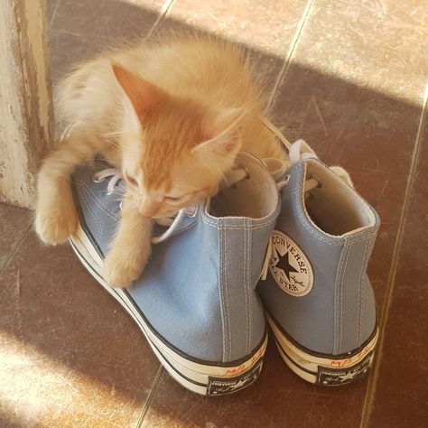 Cat Converse, Converse Aesthetic, Shoes Aesthetic, Grey Converse, Bean Boots, Ll Bean Boot, Ll Bean, Converse, Kitty