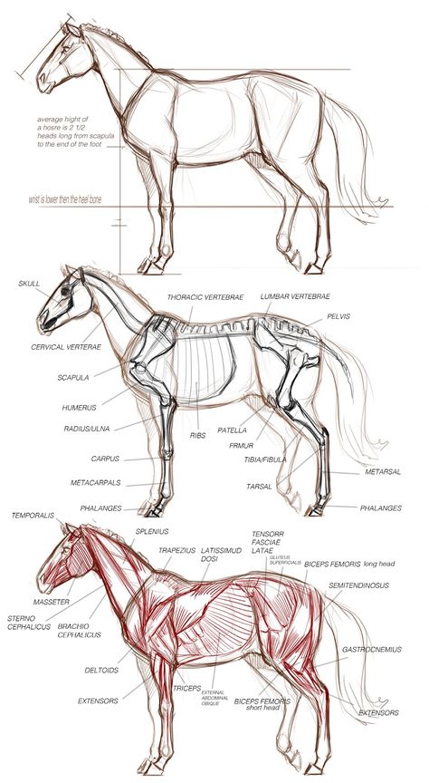 Horse Art Drawing, Pencil Drawings Of Animals, Horse Anatomy, Horse Sketch, Horse Illustration, Animal Study, Anatomy For Artists, Horse Drawing, Horse Drawings