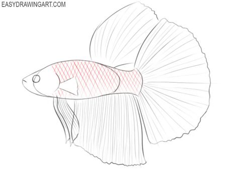 How to Draw a Betta Fish | Easy Drawing Art Fish Sketch Easy, Betta Drawing, How To Draw A Fish, How To Draw A Betta Fish Step By Step, Betta Fish Sketch, Drawing Betta Fish, Betta Fish Painting Easy, Fish Outline, Fish Sketch