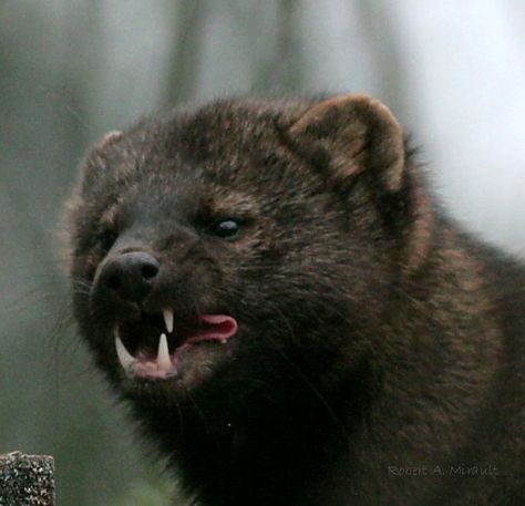 Fisher (Martes pennanti). Photo by Robert A. Mirault (at https://www.flickr.com/photos/natures_best_shots/5220781787/). Fisher Cat Pictures, Pine Martin, Fisher Animal, Cat Teeth, Fisher Cat, Teeth Pictures, Animal Tarot, Mountain Snow, Cat Oc