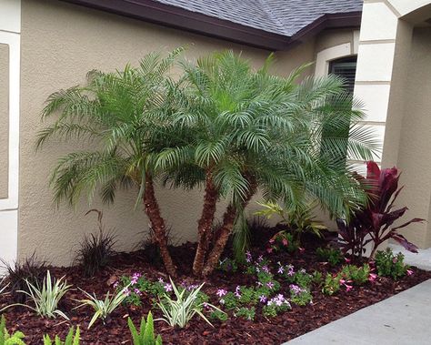 Pygmy Date Palm, Robellini Palm, Palm Trees Landscaping, Florida Landscaping, Florida Plants, Date Palm, Yard Landscape, Front Landscaping, Fast Growing Trees