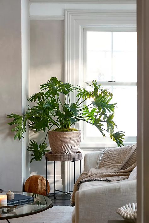 Foliage Plants + Succulents | Terrain Outdoor Curtain Ideas, Indoor Plants Decor Living Room, Plant Decor Living Room, Philodendron Selloum, Small Porch, Large Indoor Plants, Philodendron Plant, Patio Curtains, Potted Houseplants