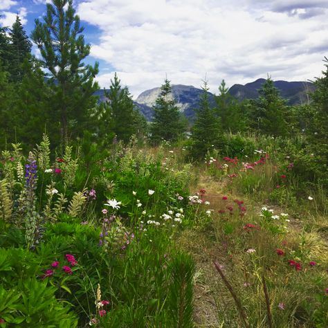 Rocky Mountain Gardening, Rocky Mountain Wildflowers, High Altitude Landscaping, High Altitude Gardening, Colorado Flowers, Colorado Gardening, Garden Wildflowers, Colorado Garden, Start Gardening