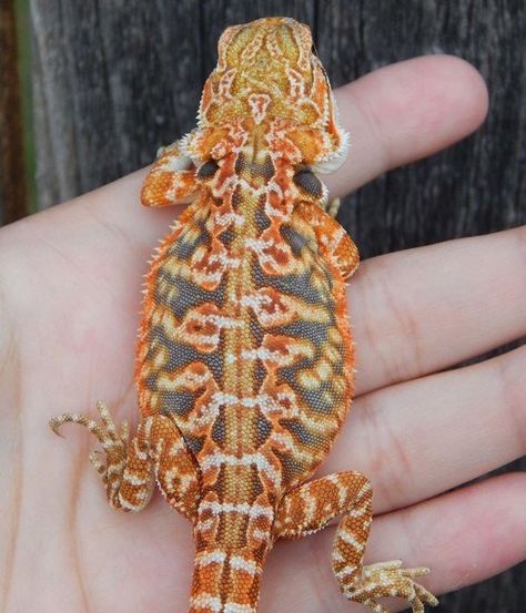 Green Bearded Dragon, Bearded Dragon Colors, Bearded Dragon Diy, Bearded Dragon Funny, Bearded Dragon Cute, Bearded Dragon Care, Cute Lizard, Rabbit Cages, Cute Reptiles