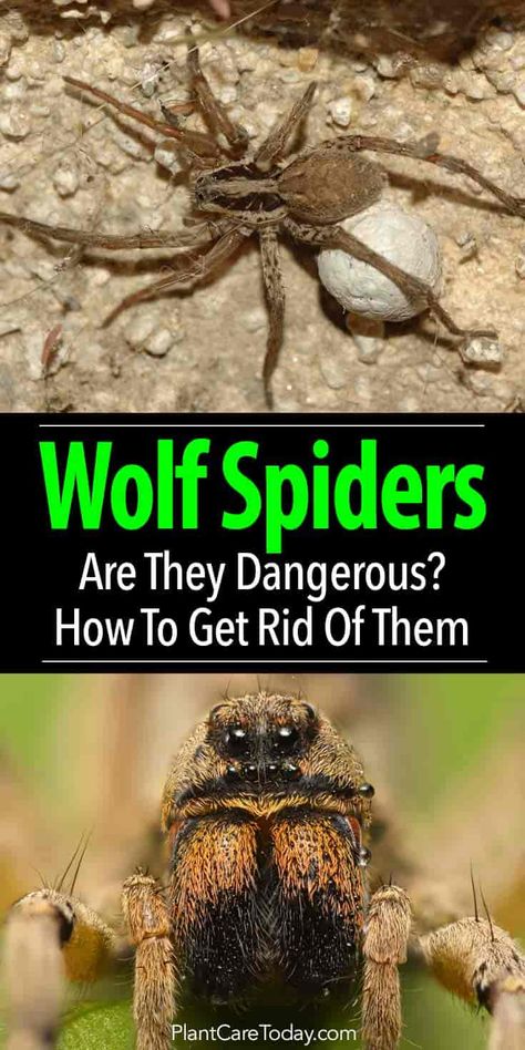 Wolf spiders common in the US, considered some of the most venomous spiders in the world. Strong, fast and aggressive and they hunt them. [LEARN MORE] Get Rid Of Spiders In Yard, How To Get Rid Of Spiders Outdoors, What Repels Spiders, Spider Deterrent, What Plants Repel Spiders, Aggressive Wolf, Spider Identification Chart, Venomous Spiders, Killing Spiders