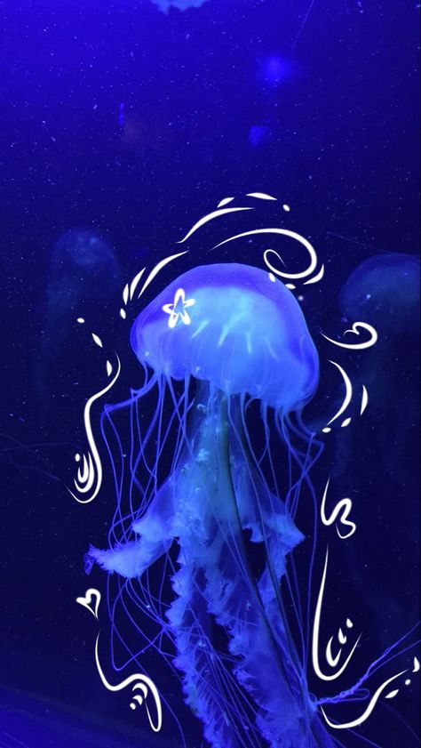 jellyfish sea animal Jellyfish Pictures, Blue Jellyfish, Jellyfish Art, Cocoppa Wallpaper, Beautiful Sea Creatures, Ocean Wallpaper, Iphone Wallpaper Themes, Cool Wallpapers Art, Marine Animals