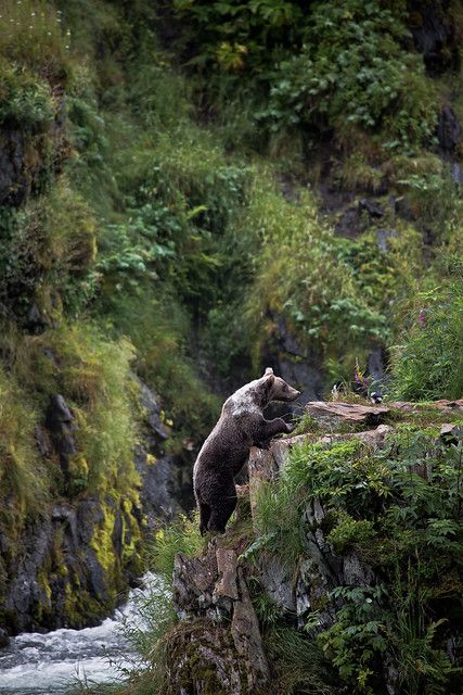 Kodiak Island, Bear Standing, Kodiak Bear, Animals Tattoo, Grizzly Bear, Animal Planet, Black Bear, Animal Photo, Nature Animals