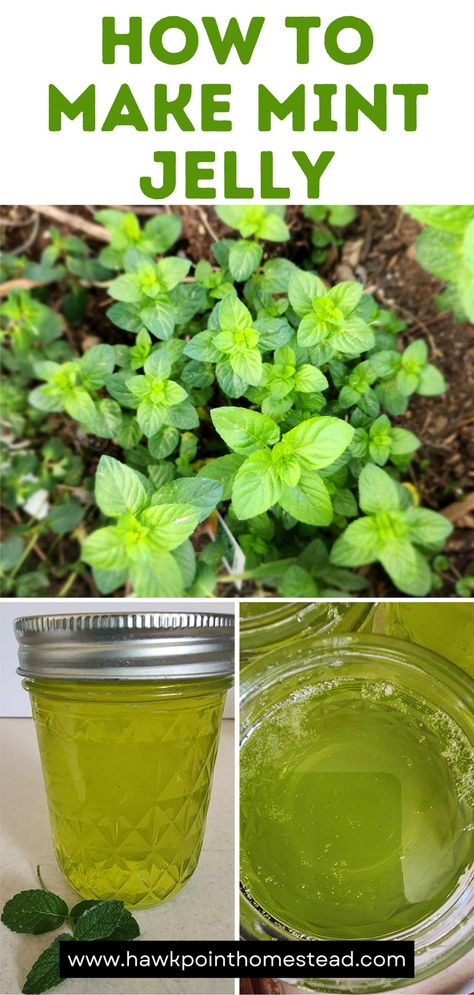 Mint jelly made from the fresh leaves of mint is such a sweet refreshing jelly with a delicious mint flavor. It is so easy to make from the mint leaves from your herb garden. If you have mint, it is usually abundant and this is a great and tasty way to use it!  Mint pairs well with many foods including roasted lamb, pork chops, and grilled fish. It can also be combined with mustard and home to make a delicious glaze for ham. Mix it with Greek yogurt and serve with vegetables or crackers. How To Make Mint Jelly, Mint Jelly Recipe Without Pectin, Mint Leaf Recipes, Ginger Jelly Recipe, Mint Jelly For Lamb, Uses For Mint Leaves, Fresh Mint Recipes, Homemade Jellies, Mint Recipes Fresh