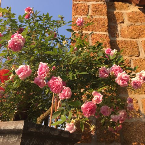 Taken at Vinpearl Nam Hoi An, Vietnam #roses Hoi An Vietnam, Hoi An, My Pictures, Vietnam, Filter, Roses