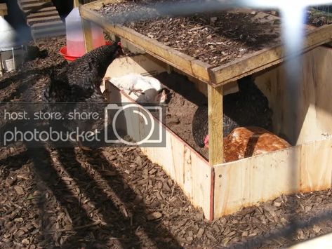 Chicken Dust Bath, Chicken Bath, Dust Bath For Chickens, Egg Skelter, Farm Chickens, Chicken Pen, Dust Bath, Cat Litter Tray, Chicken Garden