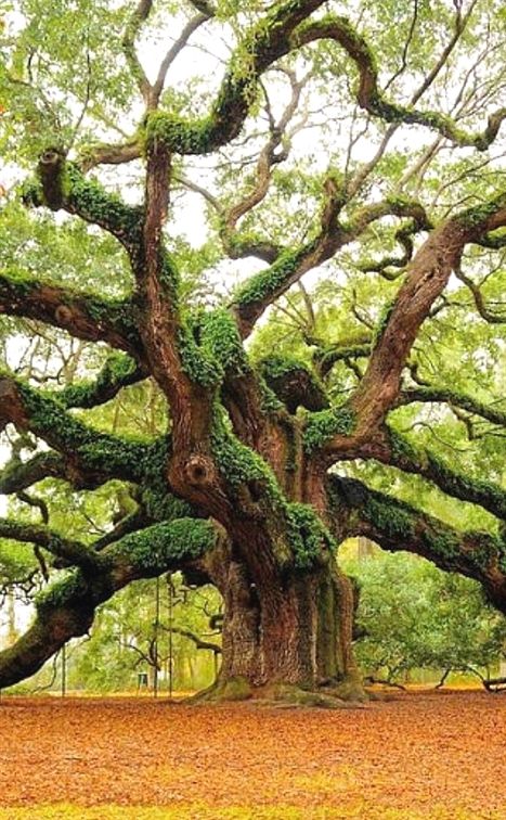 Angel Oak Tree, Angel Oak Trees, Weird Trees, Angel Oak, Image Nature, Old Trees, Ancient Tree, Forest Trees, Tall Trees