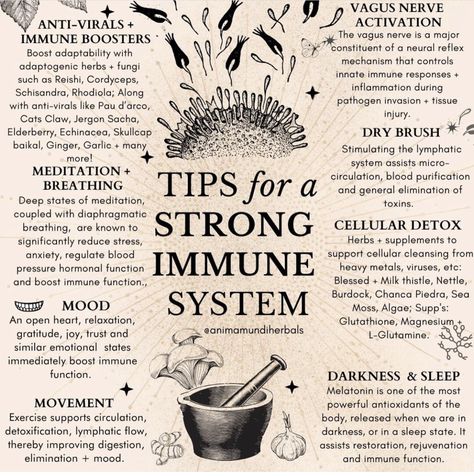 Strong Immune System, Medicinal Herbs Garden, Medical Herbs, Sacred Science, Adaptogenic Herbs, Natural Healing Remedies, Stronger Immune System, Vagus Nerve, Herbal Healing