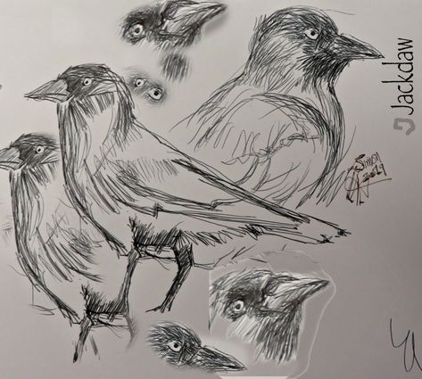 - Jackdaw Jackdaw, Humanoid Sketch, Drawings, Animals, Art