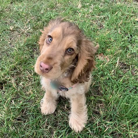 Cooker Spaniel, Dog Mommy, Cute Dogs Images, Cocker Spaniel Puppies, Very Cute Dogs, Really Cute Dogs, Puppies And Kitties, Spaniel Puppies, Pretty Dogs