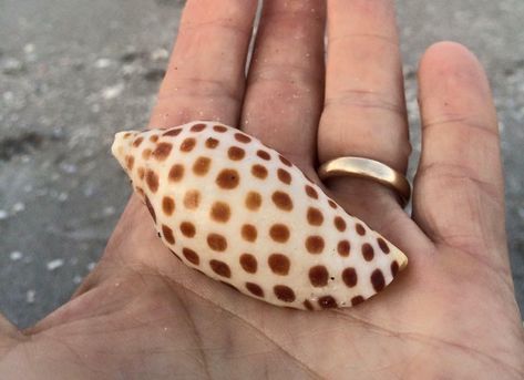 Seashell Identification, Sanibel Shells, Crinoid Fossil, Shells And Sand, Cowry Shell, Shell Crafts Diy, Sea Snail, She Sells Seashells, Marco Island