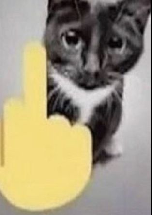 Cat🐱🖕 Cat Middle Finger, Cat Meme, Silly Jokes, Funny Cute Cats, Bat Signal, Superhero Logos, Funny Cute, Cat Memes, Cat Breeds