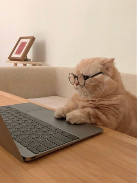 Funny Cat Wallpaper, Cat Glasses, Cute Cats Photos, Cat Aesthetic, Funny Cute Cats, Cat Wallpaper, Orange Cat, Cute Creatures