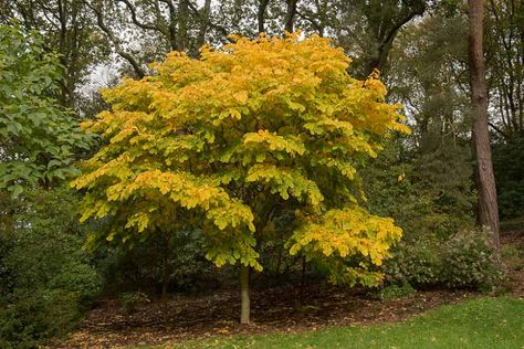 Cladrastis kentukea (Yellowwood) Benefits Of Trees, Flowering Shrubs For Shade, Golden Chain Tree, Golden Rain Tree, Tulip Poplar, Eastern Redbud, Shade Shrubs, Specimen Trees, Natural Ecosystem