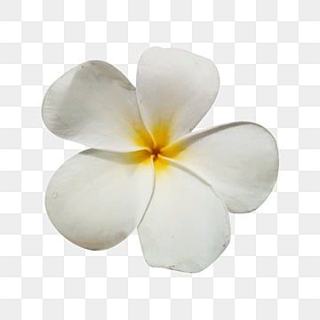 White Hawaiian Flowers, Tropical Png, Team Minato, Birthday Cake Topper Printable, Plumeria Flowers, Flowers Png, Png Aesthetic, Blue Sky Background, Phone Layout