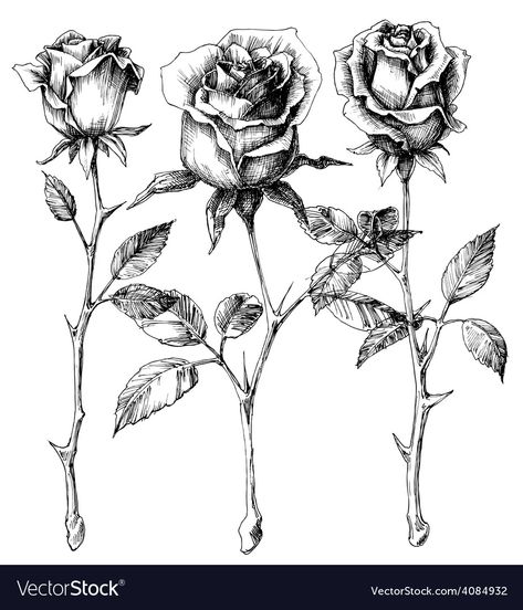 Single Roses, Rose Sketch, Red Rose Tattoo, Rose Illustration, Rose Drawing, Roses Drawing, Single Rose, Plant Drawing, Drawing Set