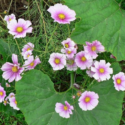 COSMOS Daydream Cosmos Bipinnatus, Daily List, Warm Color Schemes, Cosmos Flowers, Seed Catalogs, Plant Spacing, Annual Flowers, How To Attract Hummingbirds, Plant List