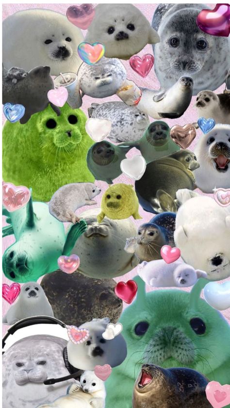 Things To Send Friends, Cute Seals, Kpop Iphone Wallpaper, Beautiful Sights, Sea Lion, Animal Wallpaper, Sea Animals, My Boyfriend, Seals