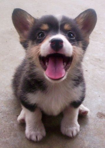 Corgi. Corgi Puppies, Puppies And Kitties, Corgi Puppy, Best Dog Breeds, Pembroke Welsh Corgi, Welsh Corgi, Cute Creatures, 로고 디자인, Animals Friends