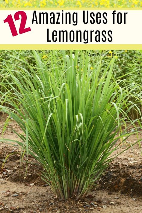 How To Use Lemongrass Plant, Lemon Grass Plant, Utah Landscaping, Medical Garden, Lemongrass Recipes, Grow Lemongrass, Lemongrass Plant, Lantana Plant, Beginners Gardening