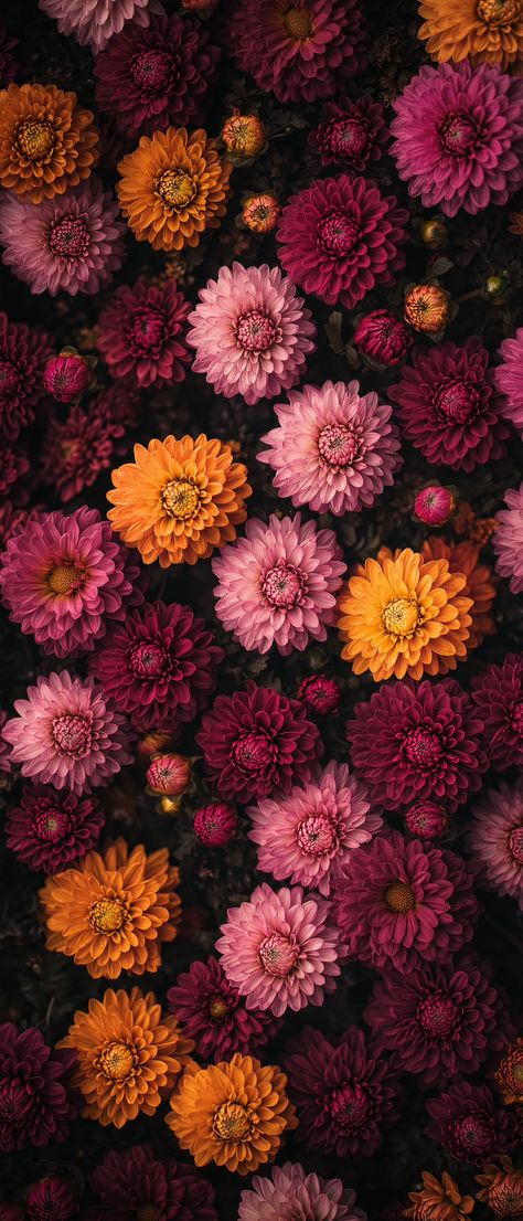 Chrysanthemum Wallpaper, Whatsapp Profile Wallpaper, Iphone Wallpaper Stills, Floral Wallpaper Iphone, Phone Background Patterns, Phone Screen Wallpaper, Floral Wallpaper Phone, Flowers Aesthetic, Aesthetic Background