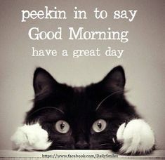 Great Day Quotes, Funny Good Morning Messages, Funny Good Morning, Good Morning Cat, Say Good Morning, Morning Cat, Good Morning Funny Pictures, Funny Good Morning Quotes, Morning Quotes Funny