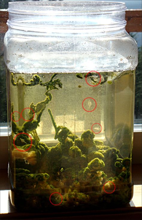 Sea Monkeys from Master Marfs blog NOTE- HUGE excellent photo of natural looking environment (click to make huge) http://www.mastermarf.com/2008/04/more-about-sea-monkeys.html Sea Monkeys Aquarium Diy, Fairy Shrimp, Sea Monkeys, Brine Shrimp, Diy Aquarium, Creature Artwork, Aquarium Design, Kid Activities, To Wait