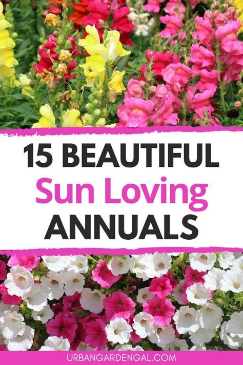 Flowers That Grow In Full Sun, Full Sun Flowers For Pots, Summer Annual Flowers, Plants That Love Full Sun, Annual Plants Front Yards, Full Sun Plants For Pots, Flowers For Full Sun, Flower Gardens Full Sun, Flowers That Like Full Sun