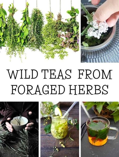 Herbal Eats, Wild Tea, Medicinal Wild Plants, Medicine Garden, Tea Blends Recipes, Wild Tree, Homemade Cough Remedies, Wild Foraging, Winter Health