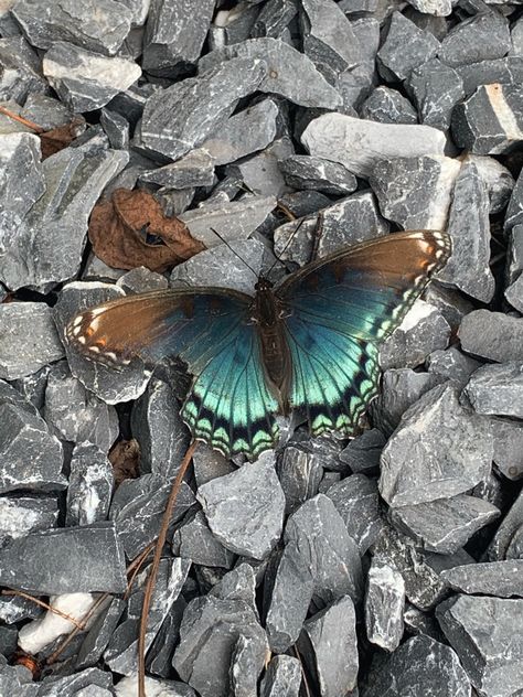 Brown And Blue Butterfly, Turquoise And Brown Aesthetic, I Could Be Brown I Could Be Blue, Black And Cyan Aesthetic, Blue Brown Aesthetic, Blue And Brown Aesthetic, Water Room, Brown Butterfly, Butterfly Background