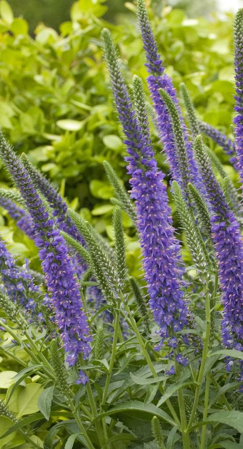 Magic Show 'Hocus Pocus' is an incredible performer in the landscape, forming a wide mat of bright green foliage topped with long spikes of vivid violet flowers in early summer. Hardy to zone 4 too. Vermont Gardening, Spike Speedwell, Speedwell Veronica, Veronica Plant, Perennial Gardens, Deer Resistant Perennials, Zone 10, Deer Resistant Plants, Diy Playground