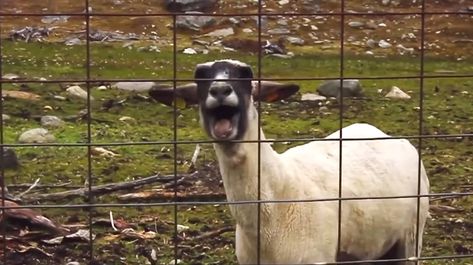 Goat Character Design, Goat Character, Screaming Goat, Land Creatures, So God Made A Farmer, God Made A Farmer, Farm Dream, God Gif, Meme Gif