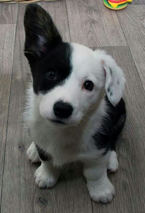 Cutie patootie Baby Corgis, Pet Information, Dachshund Mix, Horse Names, Cute Corgi, Border Collies, Golden Retrievers, Basset Hound, Labradoodle