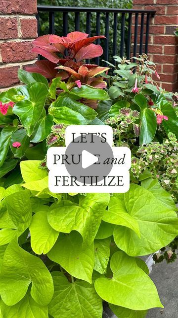 Steph Green | Container Garden Expert on Instagram: "My mission is to make container gardening EASY and SUCCESSFUL for everyone, and these mail-order container gardens from @whiteflowerfarm do just that! #whiteflowerfarmpartner

👀Watch the reel I posted on May 31 to see me plant these 6 weeks ago. They’ve grown so quickly!

⬇️ Read on for details about pruning and fertilizing to keep this arrangement beautiful and healthy:

1. Coleus. Cut each stem back 4-6 inches to a leaf node — the point where another set of leaves is emerging. This encourages more lateral branching that will help fill out the arrangement and allow more of those colorful leaves to break up the greenery.

2. Fuchsia. Embrace the loose, arching habit of this plant, but don’t let it sag too much. Cut a few of the longest Diy Container Gardening, Sweet Potato Vine, Deep Green Color, White Flower Farm, Diy Planter, Container Garden Design, Container Ideas, Diy Planter Box, Long Branch