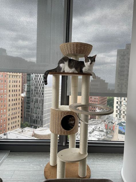 Amazon.com : 54" Modern Cat Tree Tower for Indoor Cats, Solid Oak Cat Scratching tree for Multiple Large Cats, Manual Hand Woven Luxury Cat Condo, Unique High-end Design Cat Furniture Activity Centre, Easy Clean : Pet Supplies Cat Tower Aesthetic, Tower Aesthetic, Cat Scratching Tree, Modern Cat Tree, Luxury Cat, Indoor Cats, Cat Condo, Modern Cat, Cat Tower