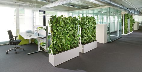 Configuration of the C+P office world according to biophilic design - C+P Dads Office, Plant Walls, Ergonomic Office Furniture, Corporate Offices, Space Dividers, Plants Ideas, Green Office, Green Oasis, Office Space Design