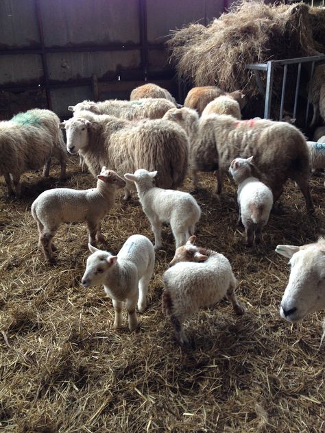 After lunch, down to the lambing shed Sheep On Farm, Lambing Season, Animal Farms, Lamb Farm, Sheep Pen, Sheep Ranch, Runner Ducks, Livestock Farming, Sheep Art