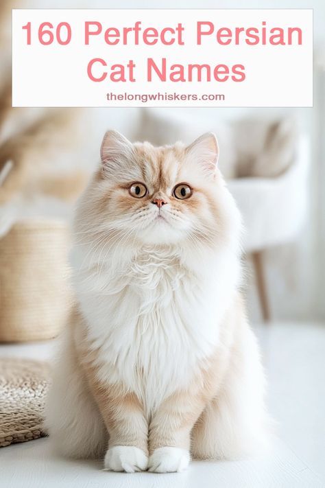 Disney Cat Names, Unique Cat Names, Cute Cat Names, How To Cat, Female Cat, Cat Proofing, Persian Cats, Disney Cats, Cat With Blue Eyes