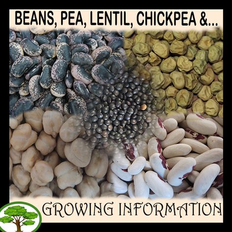 Growing Chickpeas, Growing Lentils, Grow Lentils, Bean Growing, Chickpea Plant, Native Landscaping, Food Gardening, Farm Living, Frugal Family