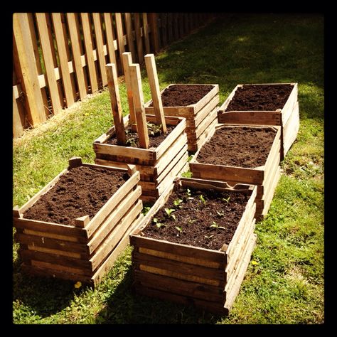 Vegetable garden in wooden crates Garden Crates Ideas, Wood Crate Garden Ideas, Wooden Crates Kitchen Storage Ideas, Fruit Boxes Ideas Wooden Crates, Wooden Crate Vegetable Storage, Wooden Crates Garden, Wooden Produce Crates Ideas, Diy Wooden Crate, Small Vegetable Gardens