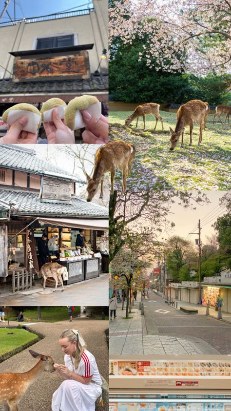 Nara Japan deer Nara Japan, Japan Aesthetic, Nara, Japan Travel, Osaka, Beautiful World, Travel Dreams, Photography Poses, Deer