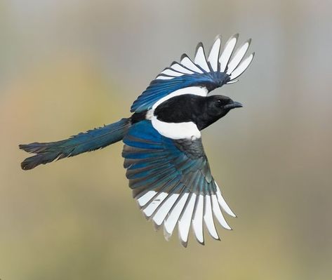 Eurasian Magpie / Pie bavarde / Image by Rafal Szozda from 35photo Sheep Eyes, Eurasian Magpie, Art Identity, Echo Echo, Common Birds, Arachnids, Magpie, Bird Feathers, Snakes