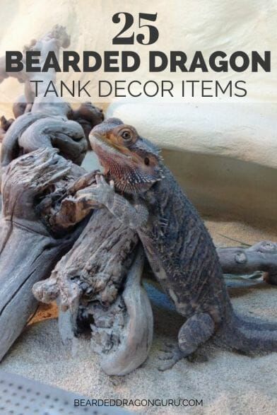 Bearded Dragon Wings, Bearded Dragon Tank Decor, Bearded Dragon Food List, Fancy Bearded Dragon, Bearded Dragon Toys, Diy Bearded Dragon Enclosure, Bearded Dragon Hammock, Bearded Dragon Vivarium, Bearded Dragon Terrarium Ideas