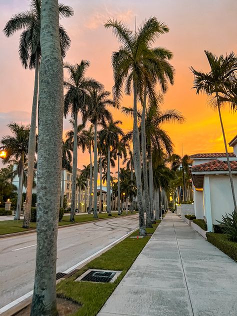 Tropical Trees Aesthetic, Florida Background Wallpapers, Palm Tree California, Palm Tree Florida, Beach Aesthetic Palm Trees, Florida Nostalgia, Louisiana Beaches, Royal Palm Tree, Miami Palm Trees