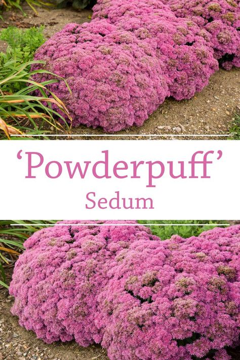 Sunsparkler Firecracker Sedum, Sedum Flower Bed, Sedum Garden Ideas, Orpine Sedum, Sedum Thunderhead, Pink Sedum, Condo Garden, Summer Pots, Sedum Garden