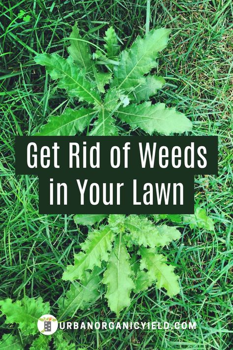 Kill Weeds Not Grass, Kill Weeds Naturally, Lawn Care Schedule, Lawn Problems, Killing Weeds, Kill Weeds, Lawn Pests, Grass Weeds, Florida Landscaping